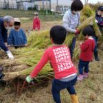 田んぼの学校　稲刈り体験