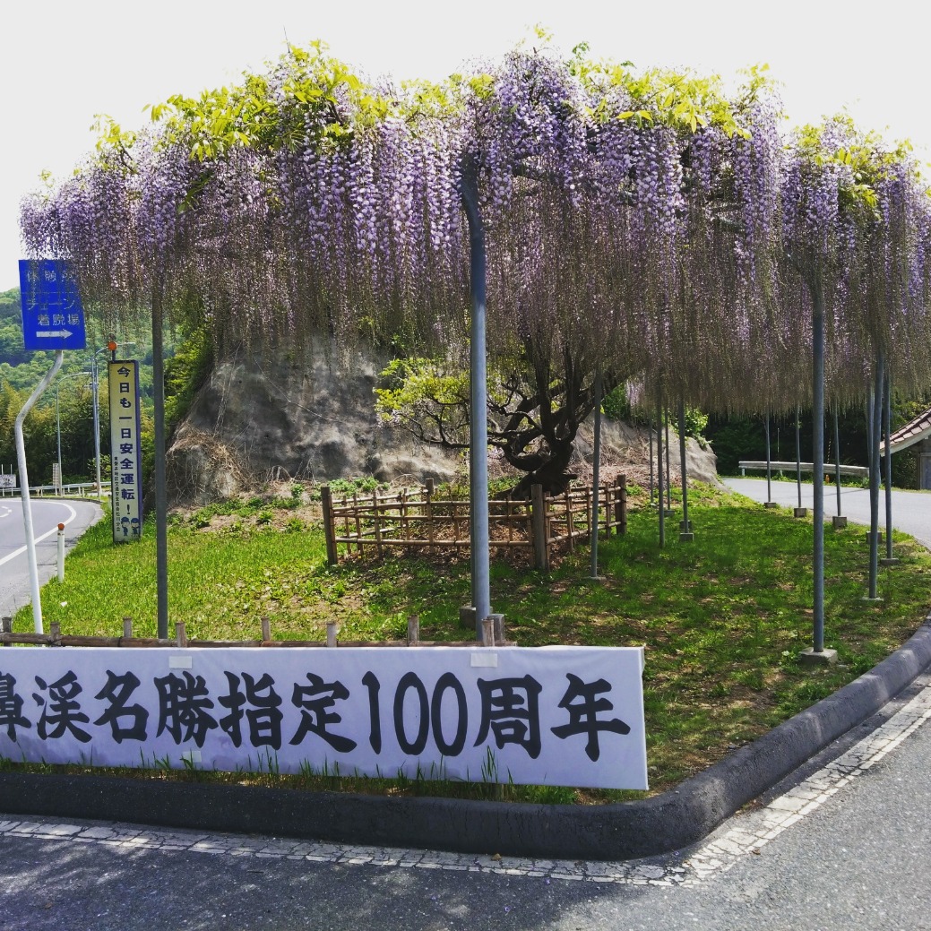 新狭山トンネル付近の藤の開花状況
もうちょっとで満開です！
あたりには藤の花の良い香り！
＃東山町
＃藤の花
＃一関市
＃猊鼻渓
＃岩手県