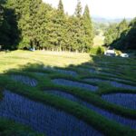 金山棚田