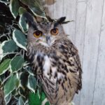 フクロウカフェ　リッキー