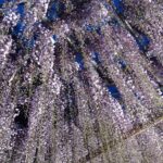 えさし藤原の郷　藤の花ライトアップ