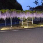 狭山の藤