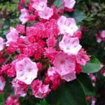 みちのくあじさい園　カルミア開花